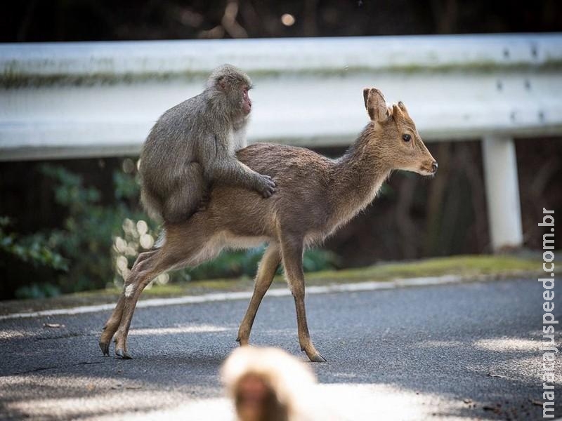  Macaco flagrado no Japão tentando copular com cerva intriga cientistas