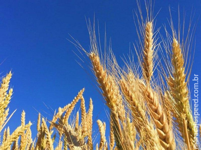 Mapa altera registros de agrotóxicos destinados às pragas do trigo e da cevada Mapa altera registros de agrotóxicos destinados às pragas do trigo e da cevada