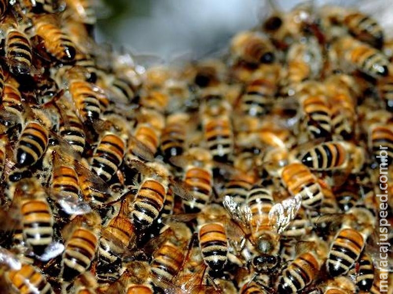 Maracaju: Homem morre após ser atacado por abelhas em fazenda Maracaju: Homem morre após ser atacado por abelhas em fazenda