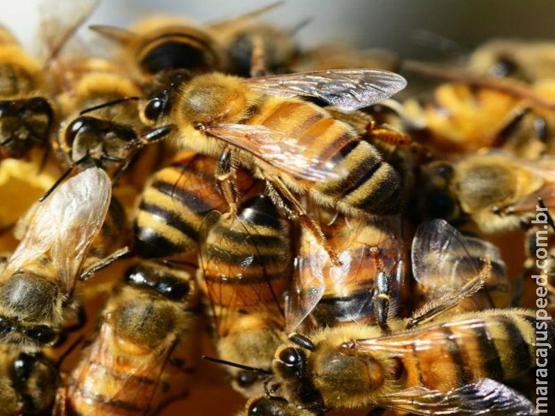 Maracaju: Trabalhador rural morre após ser atacado por abelhas enquanto trabalhava com trator