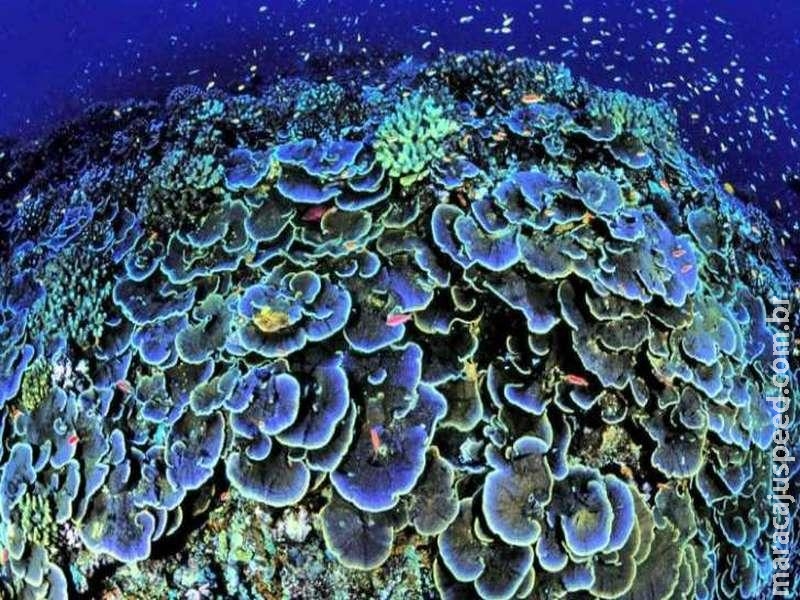 Mudança climática levará a branqueamento anual dos corais, alerta ONU Mudança climática levará a branqueamento anual dos corais, alerta ONU
