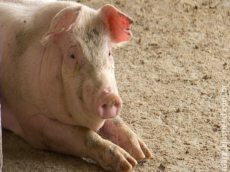  O que as criações de porcos revelam sobre os antibióticos e a ameaça das superbactérias