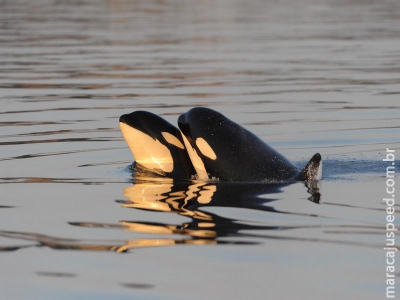 Orcas entram na menopausa para evitarem competição com filhas, diz estudo Orcas entram na menopausa para evitarem competição com filhas, diz estudo