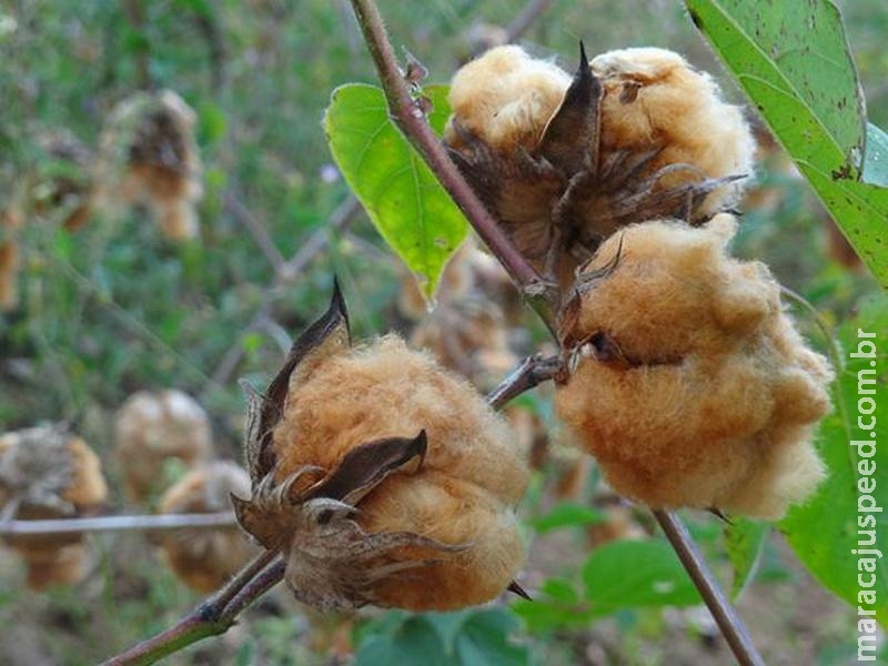 Pequenos produtores de Mato Grosso do Sul apostam no algodão colorido Pequenos produtores de Mato Grosso do Sul apostam no algodão colorido