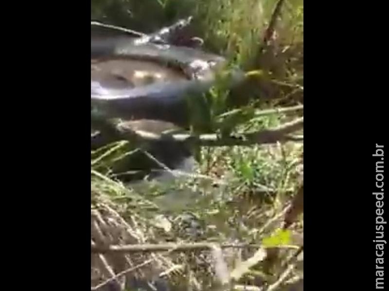Pescadores registram imagens de sucuri gigante em rio de MS Pescadores registram imagens de sucuri gigante em rio de MS