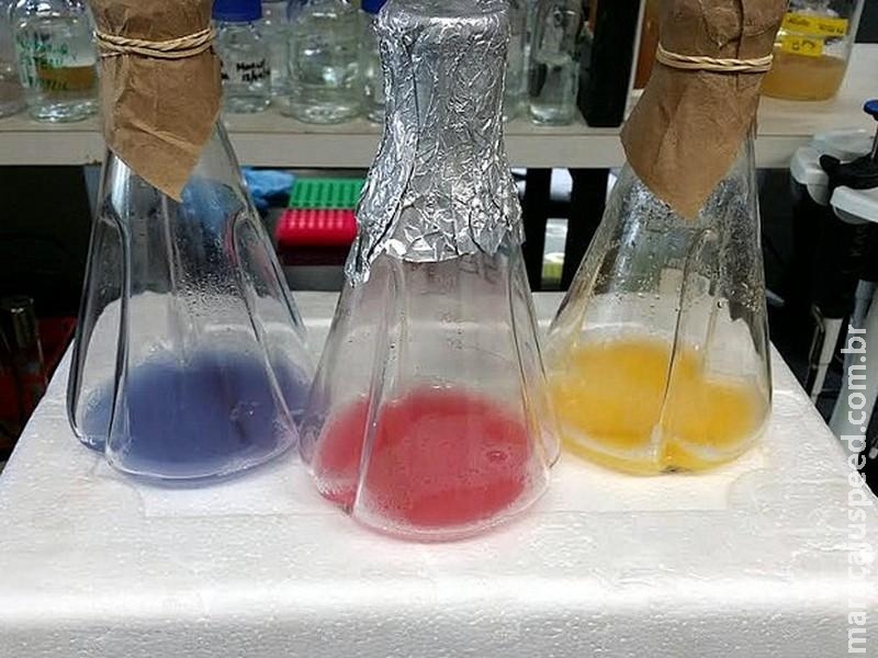Pesquisa da Unesp quer probiótico para controlar insulina de diabéticos Pesquisa da Unesp quer probiótico para controlar insulina de diabéticos