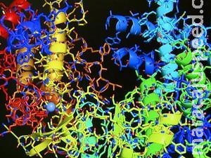 Pesquisa da USP busca medicamento para inibir vírus da zika no organismo Pesquisa da USP busca medicamento para inibir vírus da zika no organismo