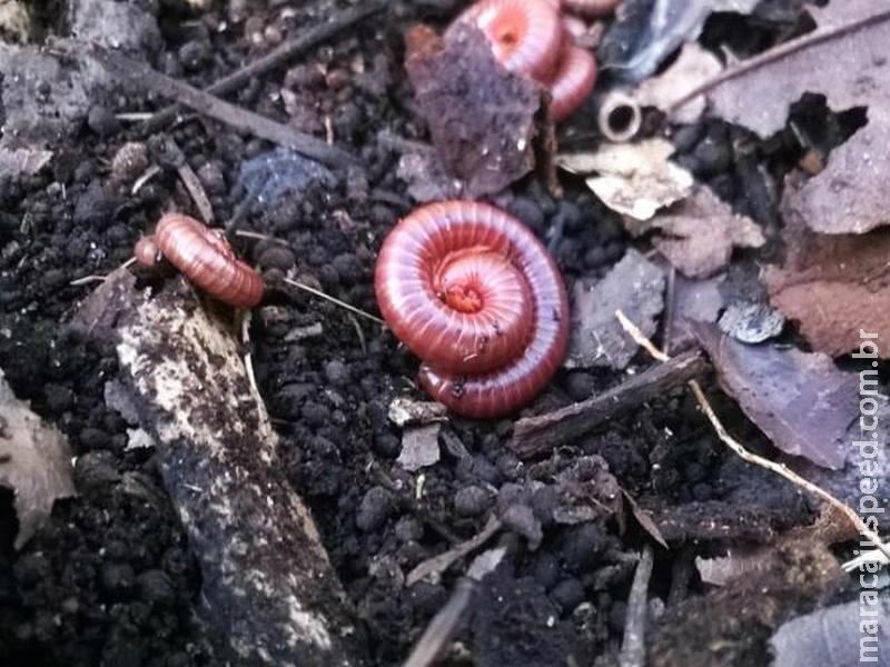 Pesquisa inédita produz húmus com o uso de piolhos-de-cobra Pesquisa inédita produz húmus com o uso de piolhos-de-cobra