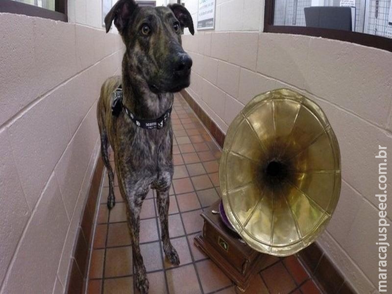 Pesquisa sugere que cães preferem ouvir reggae e rock leve a outros gêneros musicais Pesquisa sugere que cães preferem ouvir reggae e rock leve a outros gêneros musicais