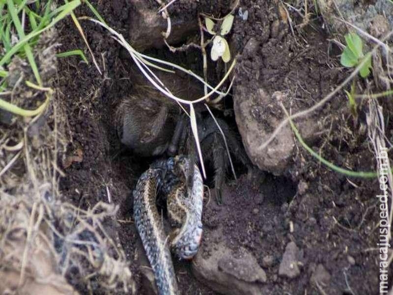 Primeiro registro científico de tarântula comendo cobra na natureza vem do Brasil Primeiro registro científico de tarântula comendo cobra na natureza vem do Brasil