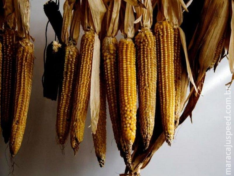 Que tal salvar alimentos brasileiros com risco de extinção? Que tal salvar alimentos brasileiros com risco de extinção?
