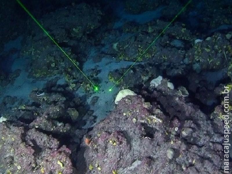 Registros inéditos mostram recifes de corais na costa do AP