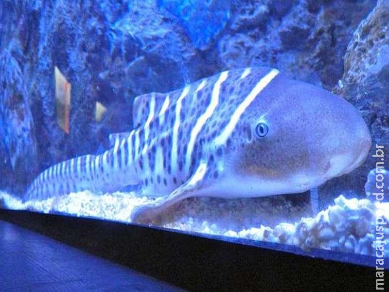 Tubarão-zebra dá à luz após anos de isolamento sem macho Tubarão-zebra dá à luz após anos de isolamento sem macho