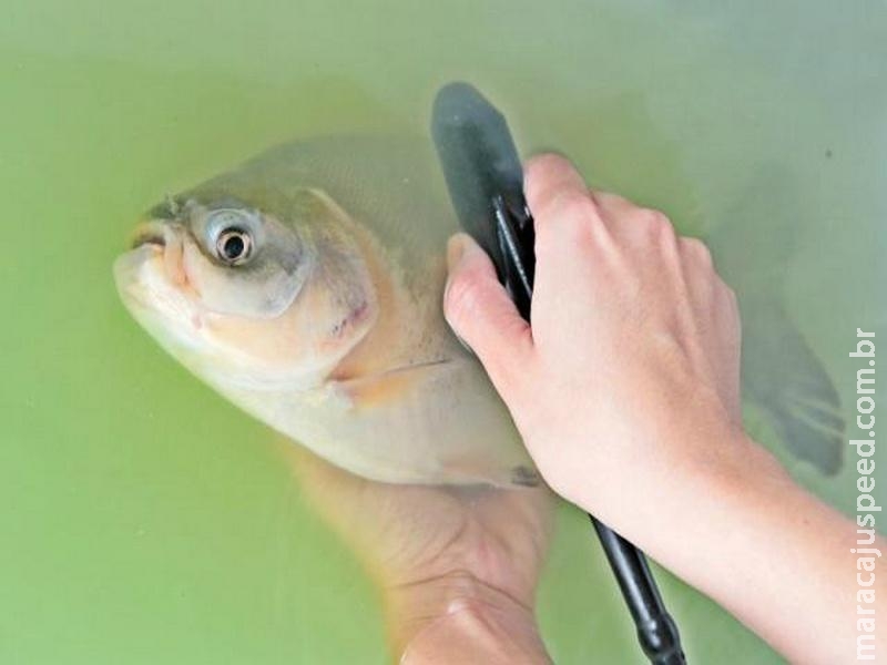 Ultrassonografia é usada para entender melhor características do tambaqui Ultrassonografia é usada para entender melhor características do tambaqui