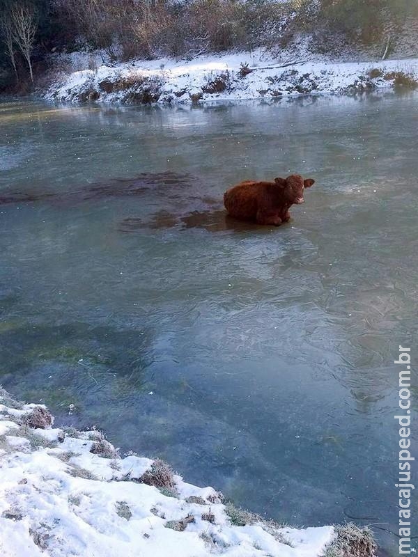 Vaca é resgatada após ficar entalada em lago parcialmente congelado Vaca é resgatada após ficar entalada em lago parcialmente congelado