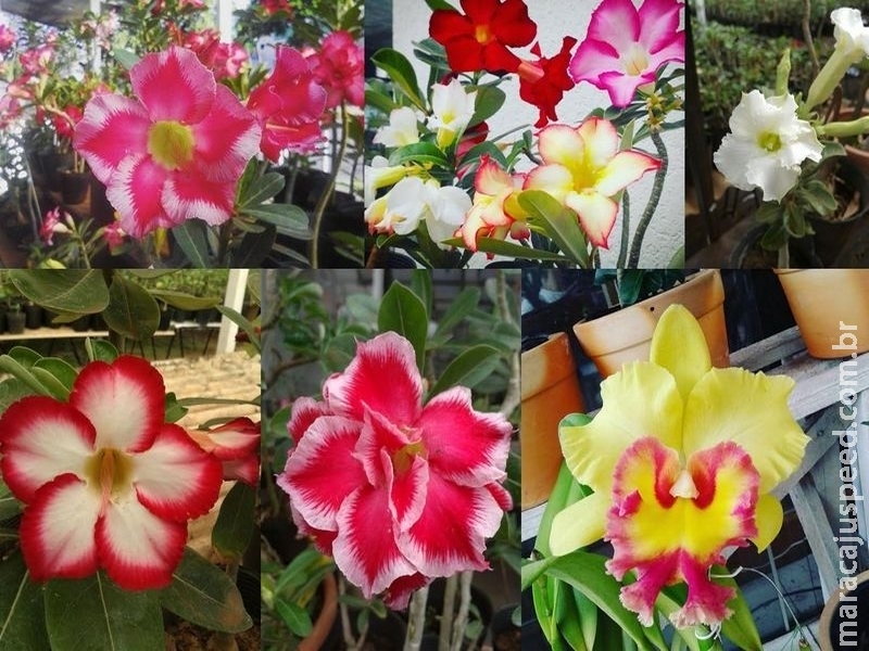 Maracaju: Festival terá grande variedade de “orquídeas e rosas do deserto”  - Maracaju Speed