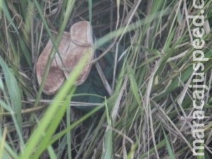 Adolescente é espancado até a morte e tem corpo abandonado em matagal