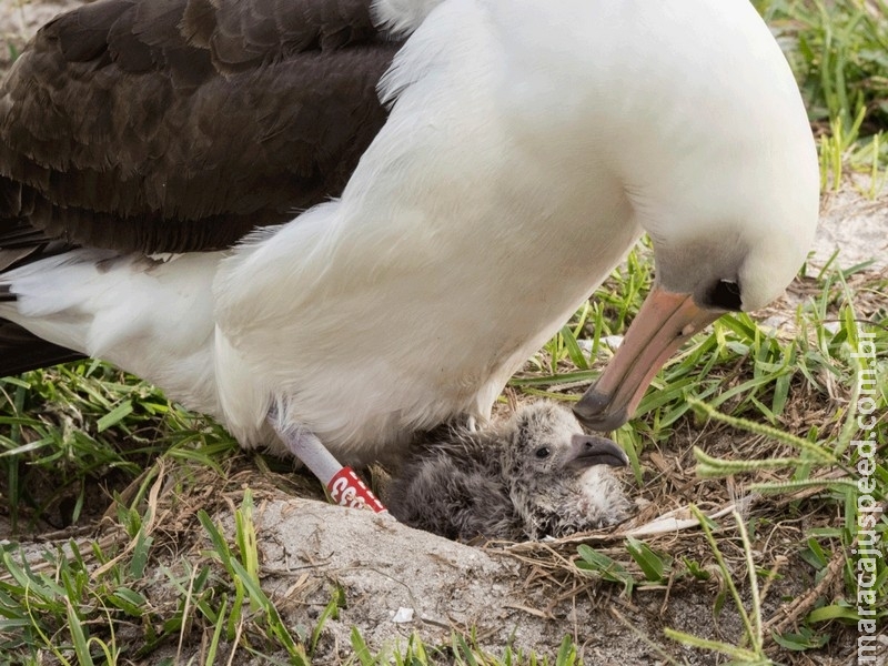 Albatroz de 66 anos tem novo filhote em reserva Albatroz de 66 anos tem novo filhote em reserva