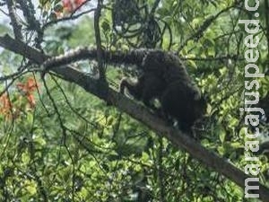 Belo Horizonte interdita parque após suspeita de febre amarela em macaco morto Belo Horizonte interdita parque após suspeita de febre amarela em macaco morto