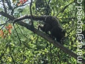 Belo Horizonte interdita parque após suspeita de febre amarela em macaco morto