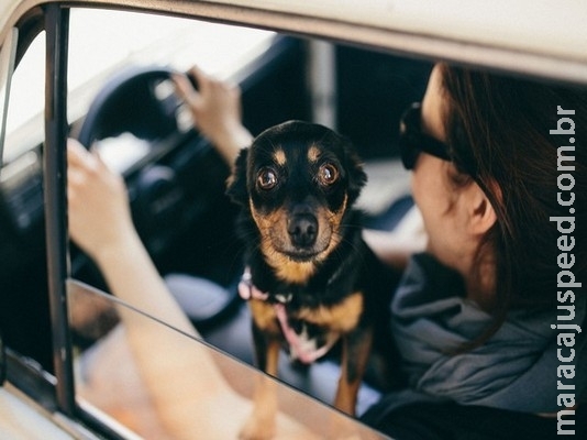 Cães imitam a personalidade dos donos, diz pesquisa Cães imitam a personalidade dos donos, diz pesquisa