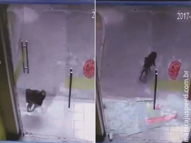 Cão quebra porta de vidro durante perseguição a gato na China