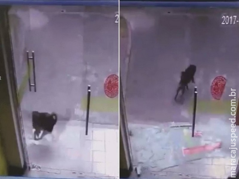 Cão quebra porta de vidro durante perseguição a gato na China Cão quebra porta de vidro durante perseguição a gato na China