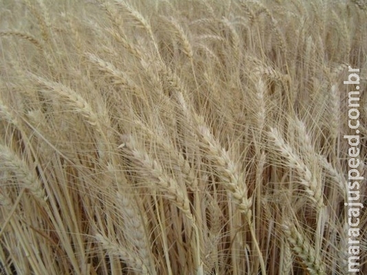 Cerca de R$ 100 milhões serão destinados para leilões de trigo