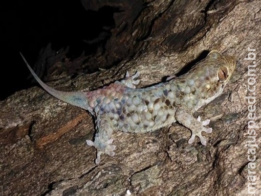Cientistas descobrem lagarto que solta pele do corpo para escapar de predadores Cientistas descobrem lagarto que solta pele do corpo para escapar de predadores