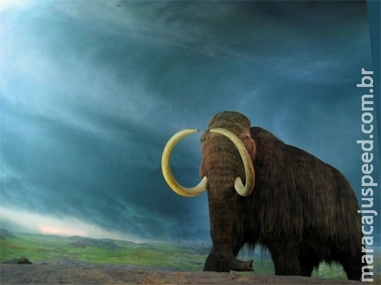 Cientistas planejam criar embrião híbrido de mamute e elefante em até dois anos Cientistas planejam criar embrião híbrido de mamute e elefante em até dois anos