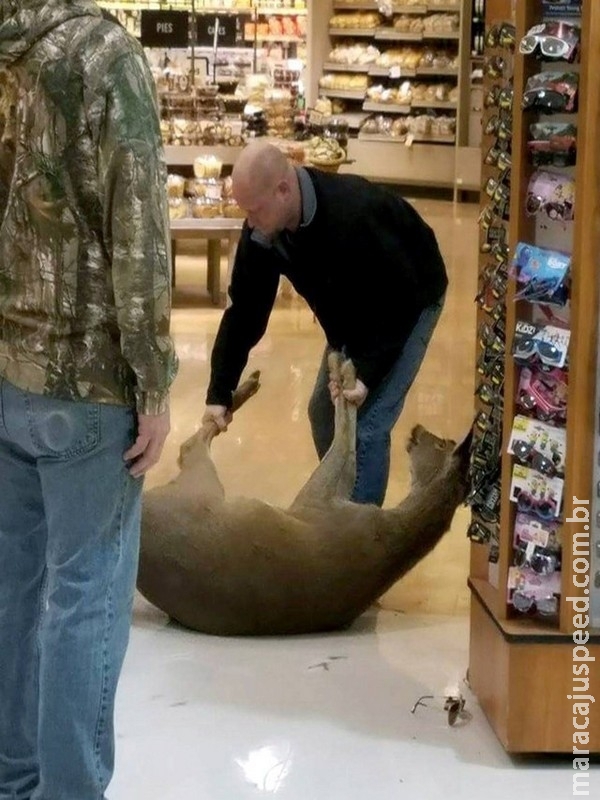 Clientes levam susto após veado quebrar porta de vidro e invadir mercado nos EUA Clientes levam susto após veado quebrar porta de vidro e invadir mercado nos EUA