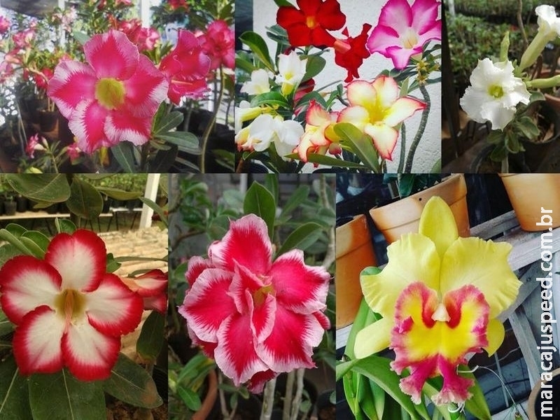 Confira o ganhador da promoção “Maracaju Speed e Universo das Orquídeas presenteiam você e um(a) amigo(a) com uma orquídea e uma flor do deserto!” Confira o ganhador da promoção “Maracaju Speed e Universo das Orquídeas presenteiam você e um(a) amigo(a) com uma orquídea e uma flor do deserto!”