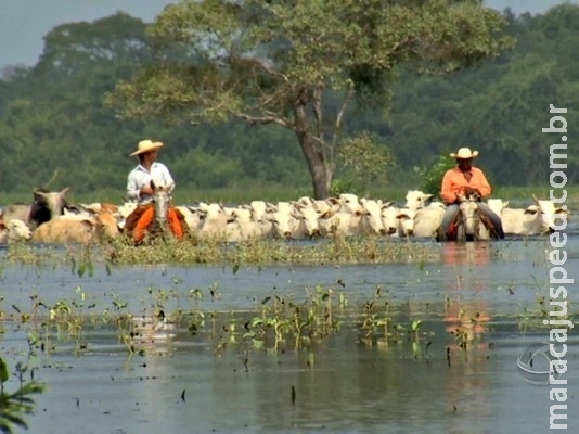 Criação de gado de raça e substituição de pasto geram desmate no Pantanal