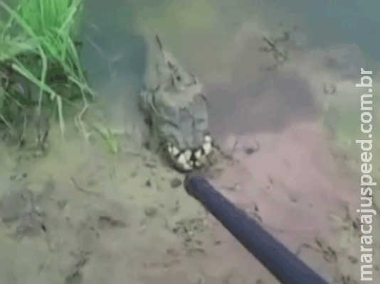  Criatura bizarra é flagrada nas margens de rio