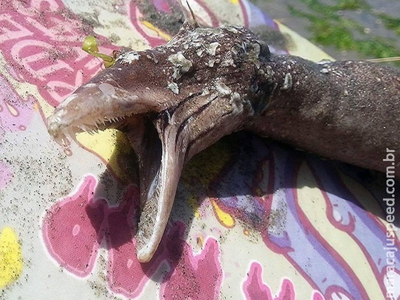 Criatura bizarra encontrada em praia é identificada na Nova Zelândia Criatura bizarra encontrada em praia é identificada na Nova Zelândia