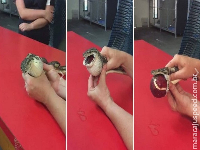 Especialista usa massagem para retirar bola de tênis que cobra havia engolido na Austrália Especialista usa massagem para retirar bola de tênis que cobra havia engolido na Austrália