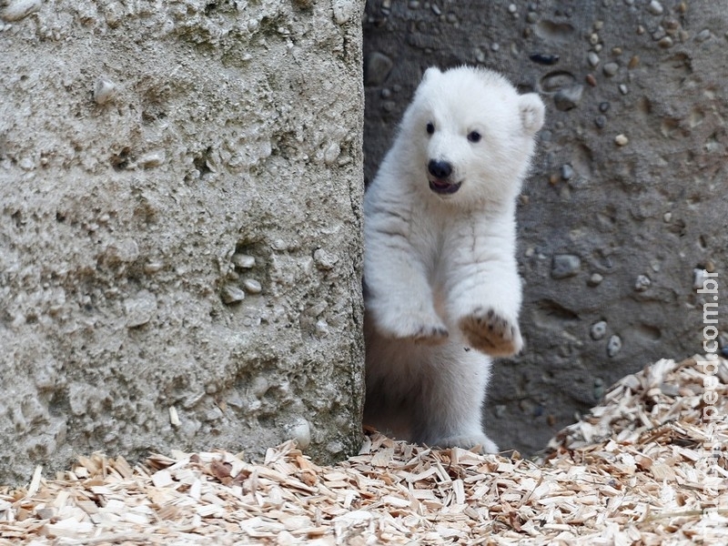  Filhote de urso polar é vista pela 1ª vez em zoológico