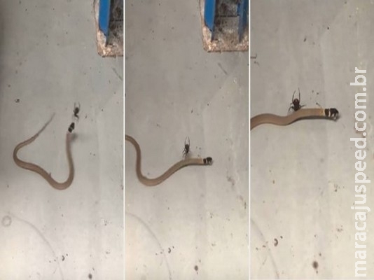 Funcionários de oficina flagram batalha mortal entre aranha e cobra venenosas Funcionários de oficina flagram batalha mortal entre aranha e cobra venenosas