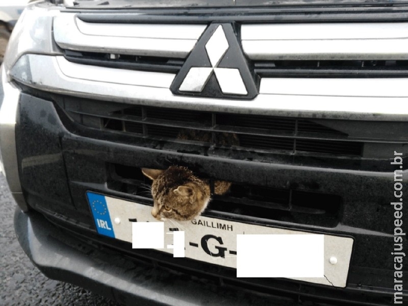  Gata é resgatada após ficar presa em para-choque de carro na Irlanda