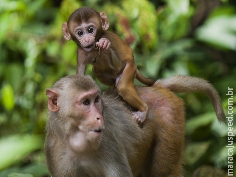 Gel anticoncepcional funciona em macacos e pode ser alternativa à vasectomia Gel anticoncepcional funciona em macacos e pode ser alternativa à vasectomia