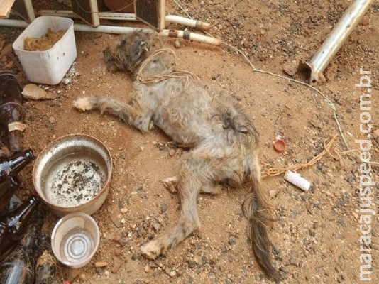 Governo tem 90 dias para criar disque denúncia contra maus-tratos a animais Governo tem 90 dias para criar disque denúncia contra maus-tratos a animais