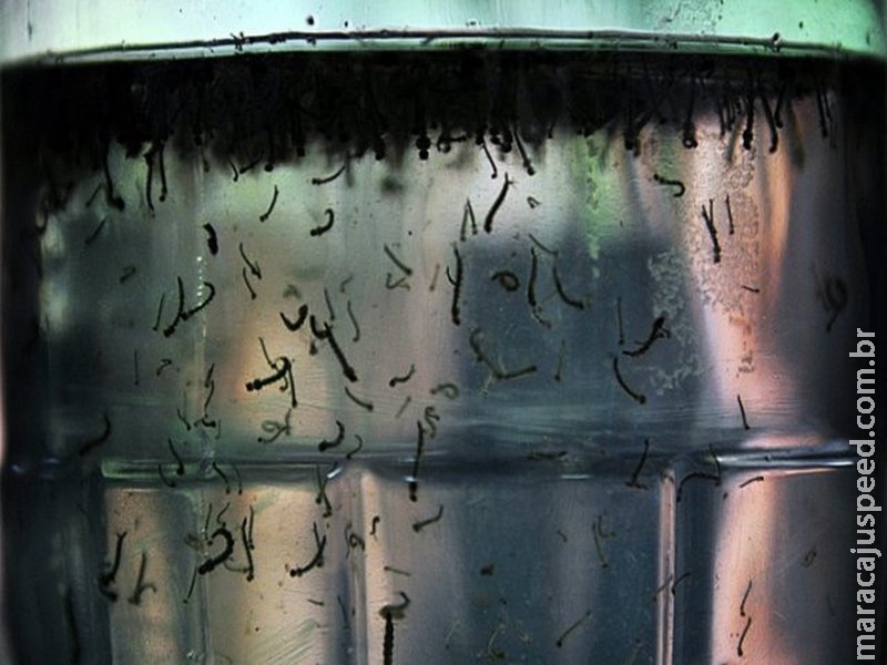 Levantamento de infestação do Aedes aegypti passa a ser obrigatório Levantamento de infestação do Aedes aegypti passa a ser obrigatório