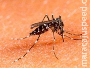 MS entre os estados mais castigados pela dengue, diz Ministério da Saúde