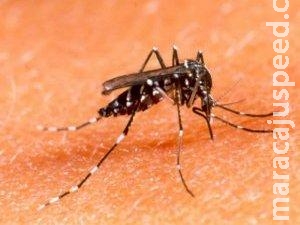MS entre os estados mais castigados pela dengue, diz Ministério da Saúde MS entre os estados mais castigados pela dengue, diz Ministério da Saúde