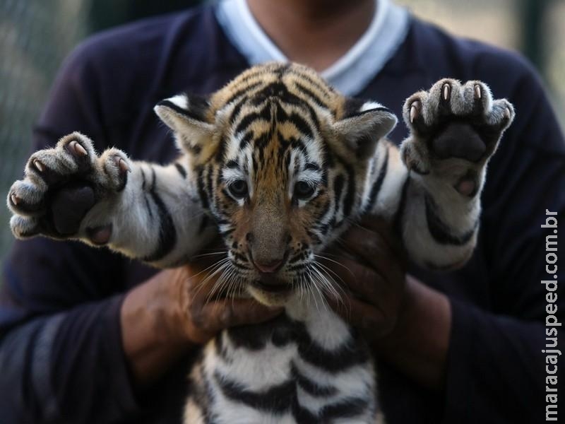 Nascem quatro tigres de bengala em cativeiro em parque de El Salvador Nascem quatro tigres de bengala em cativeiro em parque de El Salvador