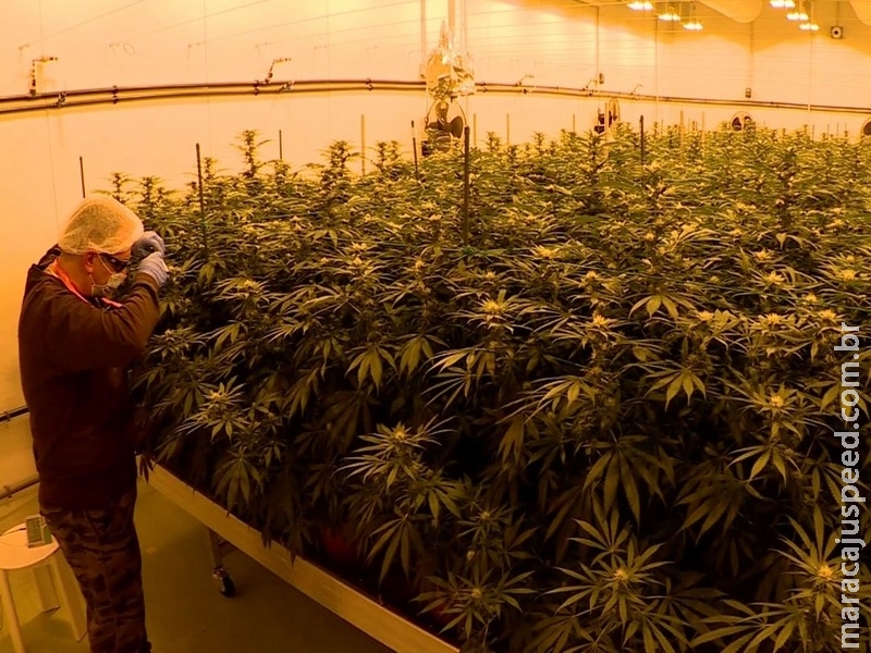 O coronel do Exército que produz legalmente 100 kg de maconha ao ano na Itália O coronel do Exército que produz legalmente 100 kg de maconha ao ano na Itália