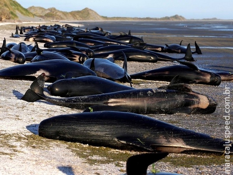 O encalhe trágico de mais de 600 baleias em praia da Nova Zelândia O encalhe trágico de mais de 600 baleias em praia da Nova Zelândia