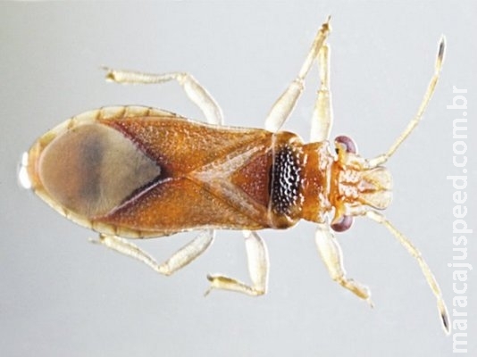 Pesquisa estabelece controle biológico para principal praga exótica do eucalipto Pesquisa estabelece controle biológico para principal praga exótica do eucalipto