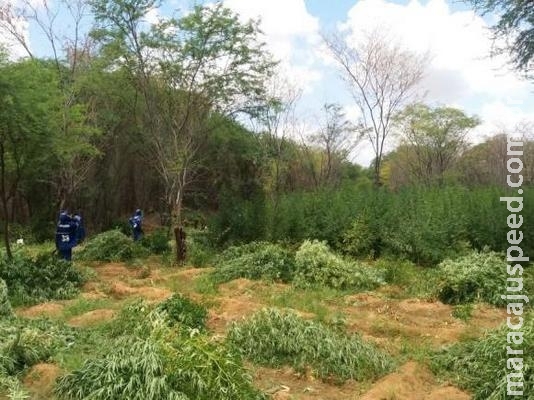 Polícia Federal destrói 48 mil pés de maconha no sertão pernambucano Polícia Federal destrói 48 mil pés de maconha no sertão pernambucano