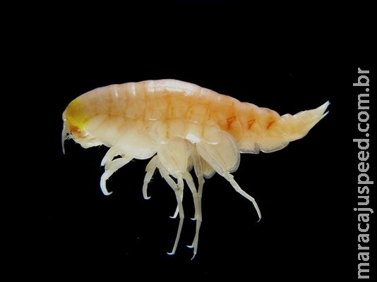 Poluição atinge fossas marinhas afastadas de regiões industriais, revela estudo Poluição atinge fossas marinhas afastadas de regiões industriais, revela estudo